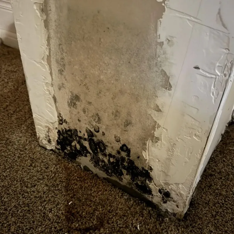 Professional Mold Removal in Byesville, OH